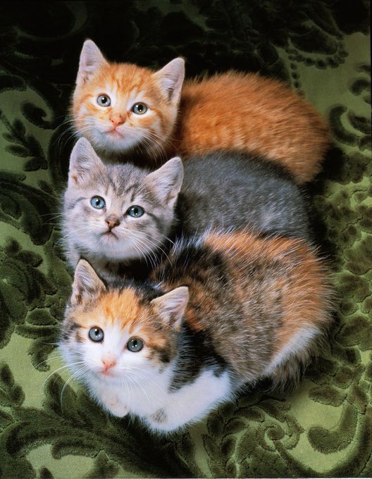 ruben_corella's tweet photo. #tres #tresgatos #threecats #cats #caturday #catlover #CatStar #cats #CatsOnTwitter #twittercats #trio #tríos #bestfriends #BestNine #bestcats #bestmoments #troika #trident #demoda #funday #XMAS #NewYearsEve #goodeats #cutepets #cutekittens #kittens https://t.co/mPK7RpE938