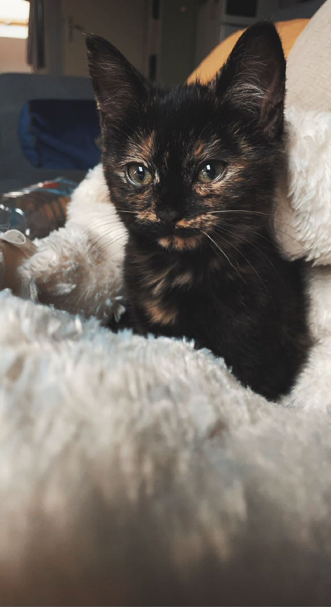 Adèle 🍁 tweet media