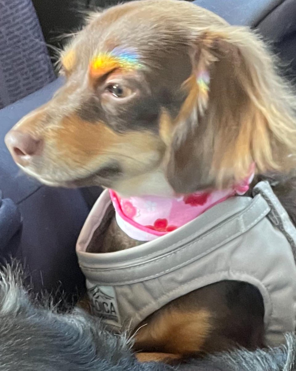 noarua_'s tweet photo. ドライブ〜🚗

ルアちゃんの眉毛が奇跡の🌈カラー
なんてオシャンな子なんだ✨
(死語か⁈😳)

#チワックス #チワックス好きと繋がりたい #ブラックタン #ノア #チョコタン #ルア #オシャン #眉毛が虹のよう https://t.co/w01suWrASH