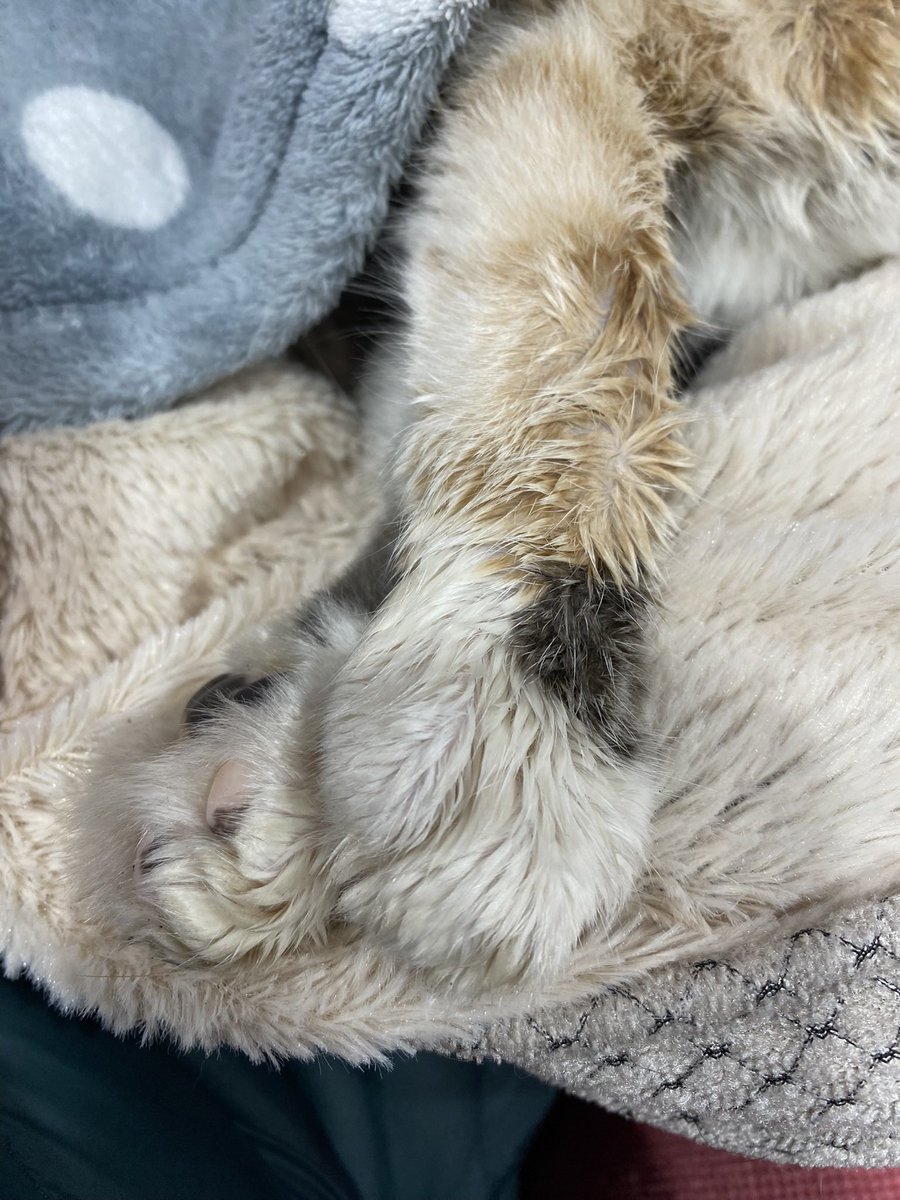 Rest in peace my beautiful baby girl 💔 have fun with the big ginger bear 🧡 over that 🌈 bridge ❤️❤️ #Minnie #loveyouforever