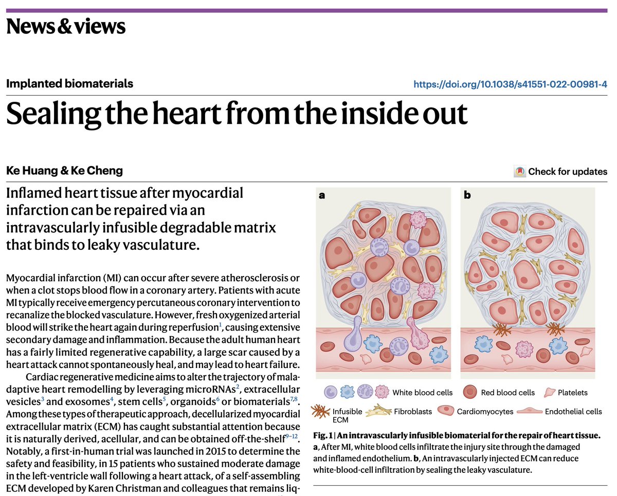 natBME's tweet photo. Inflamed heart tissue after myocardial infarction can be repaired via an intravascularly infusible degradable matrix that binds to leaky vasculature.

https://t.co/aaVq1D8LmD [N&amp;V]
https://t.co/khgUD3ttk1 [Paper] https://t.co/N85OH3XCLq