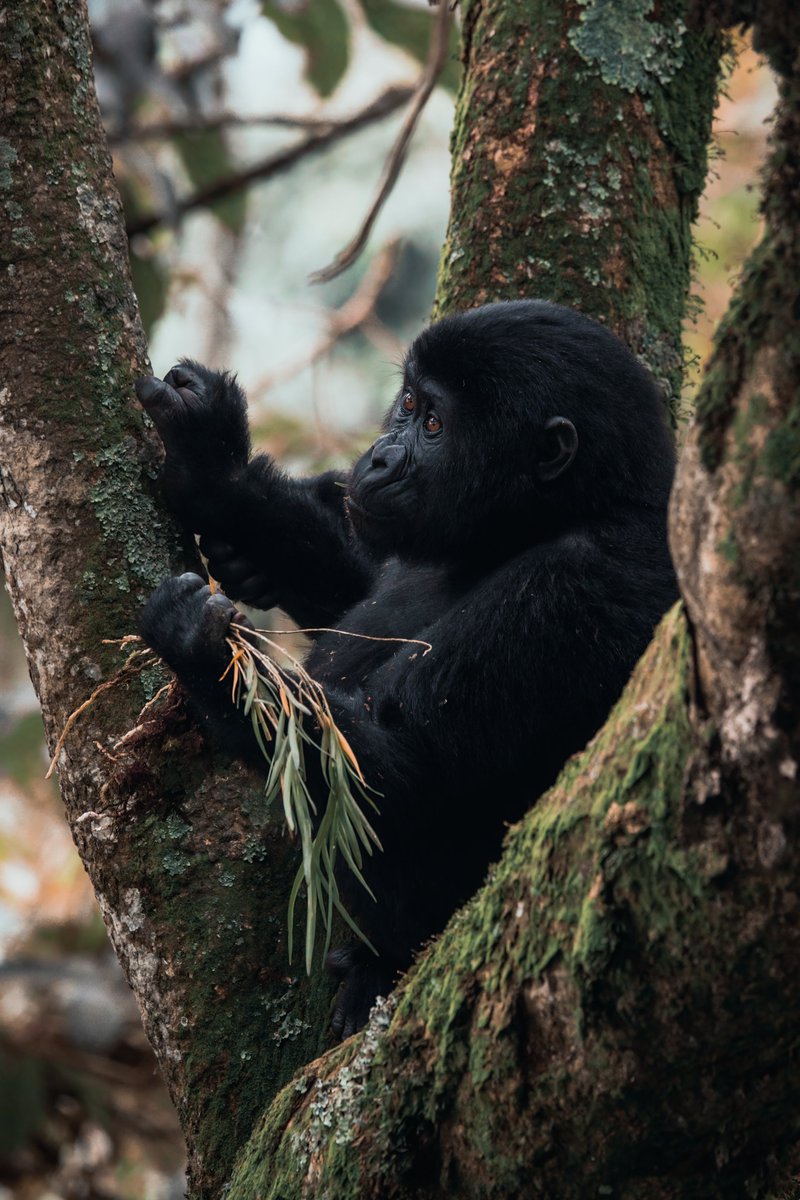 matttrevillion1's tweet photo. Young Mountain Gorilla, Bwindi #NaturePhotography #nature #bwindi #Uganda #gorilla #wildlifephotography #wildlife #naturelover #conkernaturemagazine #BBCWildlifePOTD #wild #naturecall #wildlifemagazine #primate #kibale #WWF #TwitterNatureCommunity #TwitterNaturePhotography https://t.co/RRwRfahFdf