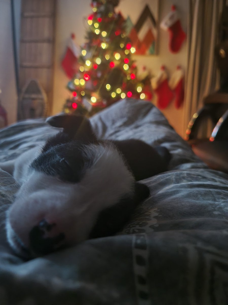 DocsBenandErin's tweet photo. Because. Just because.
#heartlanddocs #docsbenanderin #puppy https://t.co/0XrFEJdZCT