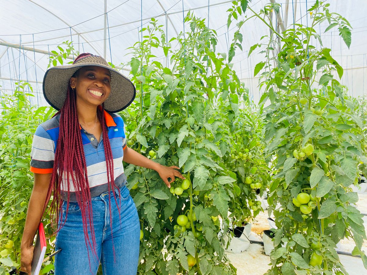 ModoP88's tweet photo. Kwakethomthandayo Farm📍
Round and Jam tomatoes, red and green cabbage, baby marrows, cucumbers and patty pans 👌🏾
💯 Black Owned 🖤
#AgriBusiness
#SheOO
#AfricanGirlChronicles https://t.co/NfZKuAZLCP