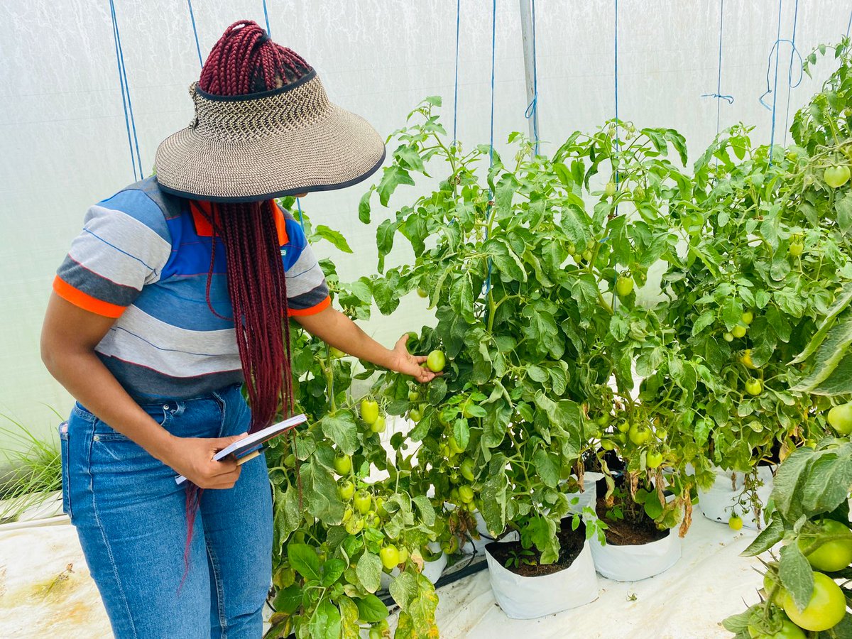 ModoP88's tweet photo. Kwakethomthandayo Farm📍
Round and Jam tomatoes, red and green cabbage, baby marrows, cucumbers and patty pans 👌🏾
💯 Black Owned 🖤
#AgriBusiness
#SheOO
#AfricanGirlChronicles https://t.co/NfZKuAZLCP