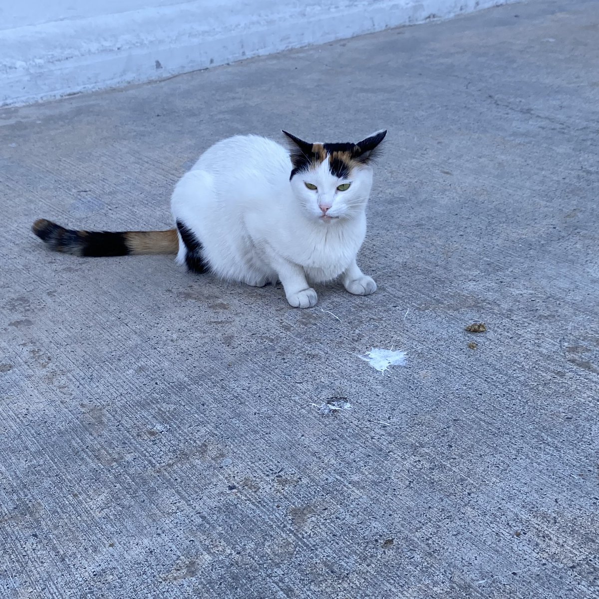 KeremAk69's tweet photo. Ride 27.12.22
#cat #CatsOnTwitter #dog #urbanphotography #streetphotography #bikeride #roadcycle #Trekbikes #cycling #cyclinglife #bicicleta #ciclismo #Hunter #camping #fishing #outdoors https://t.co/c3ZIbmYtBc