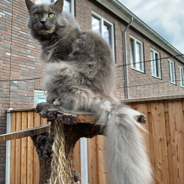 schilder antwoord een paar Kittentekoop.be on Twitter: "Nieuwe herplaatsing Ras: Maine Coon, Kleur:  Blue Solid #kittentekoop #raskat https://t.co/cK4SLAceih  https://t.co/o3UyID0aIM" / Twitter