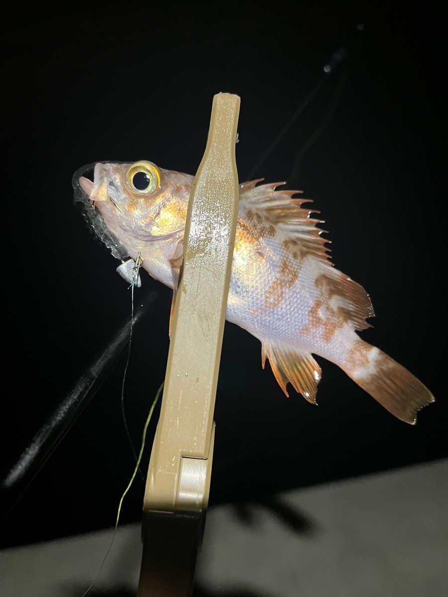 madao06210220's tweet photo. P-tail55 尺ブラックは
サイズ、魚種関係なく釣れる
#ルアーショッププロセス
#レベロク
#Ptail55
#尺ブラック https://t.co/wd6Cm2tyJQ