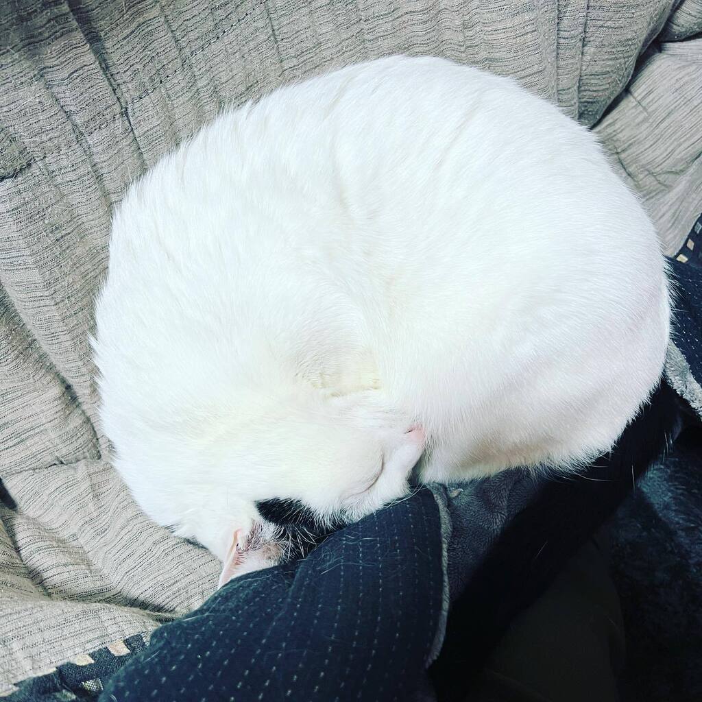 heikuro's tweet photo. 見事なアンモニャイトで身動きを封じられた
#ねこのきもち  #ねこすたぐらむ #猫のいる暮らし https://t.co/t13xUXaek2 https://t.co/fnN7RuCuDv