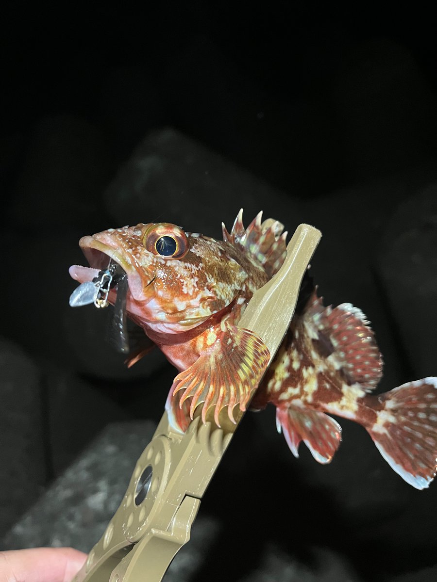 madao06210220's tweet photo. P-tail55 尺ブラックは
サイズ、魚種関係なく釣れる
#ルアーショッププロセス
#レベロク
#Ptail55
#尺ブラック https://t.co/wd6Cm2tyJQ