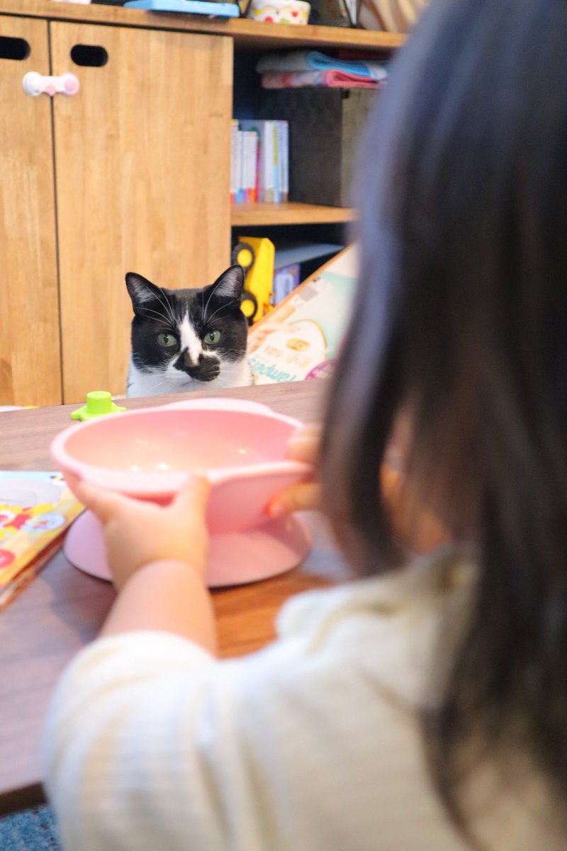 #ハチワレは世界を救う協会

ハチワレが悪さしたり活躍する漫画、描いています🐈‍⬛

https://t.co/5PxpQZ85Hr 
