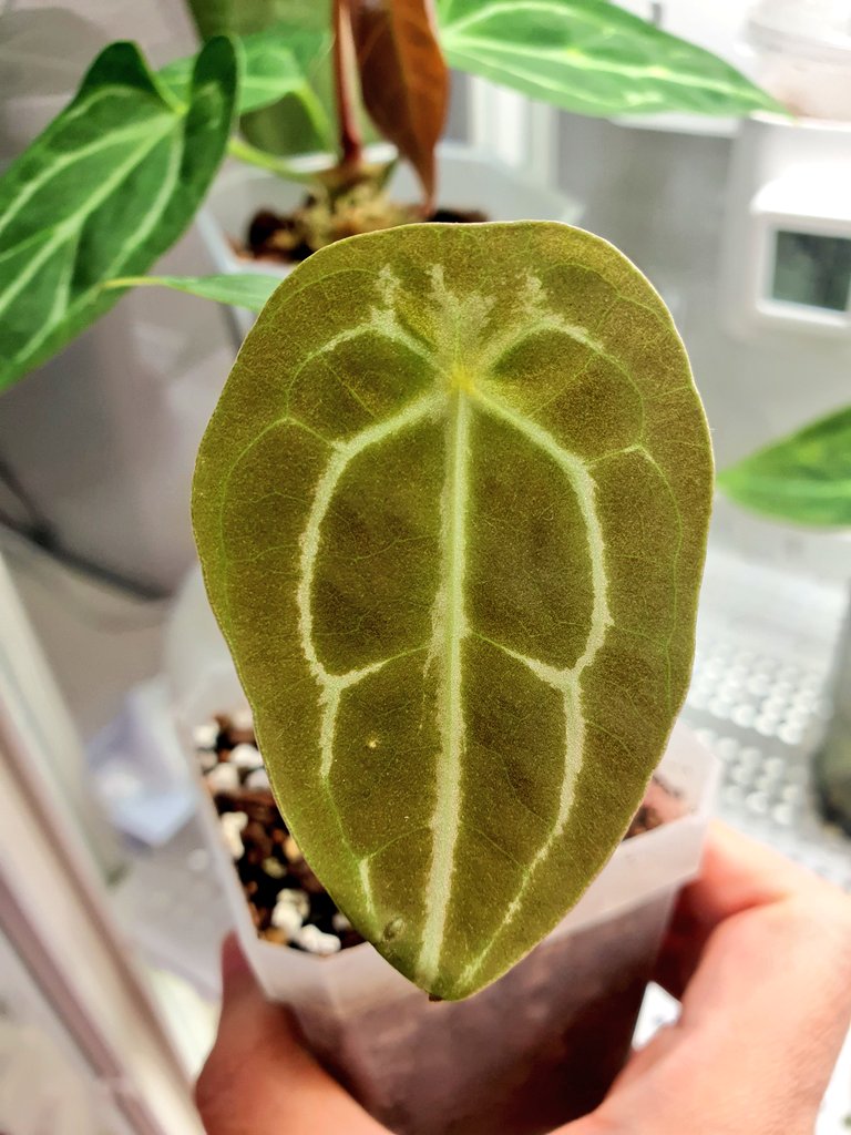 냉해입은 포게티실버
택배받고 멀쩡해보여 1시간뒤에 온실에 넣었는데 잎이 ㅜㅜ
밖에 더 뒀다가 넣을걸.. 😭