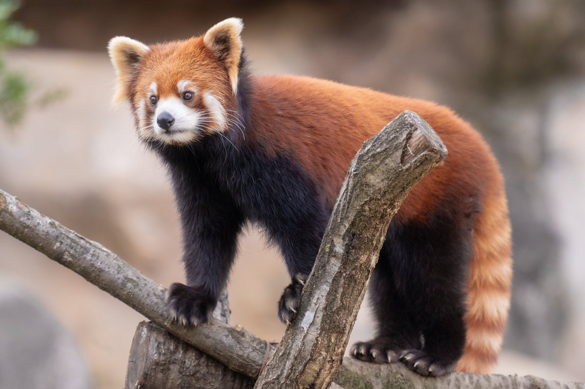 032mimion's tweet photo. レサパン納め

#レッサーパンダ #リアン
#多摩動物公園
#nikon #NICOSTOP #photography https://t.co/K4sVZEDI1W