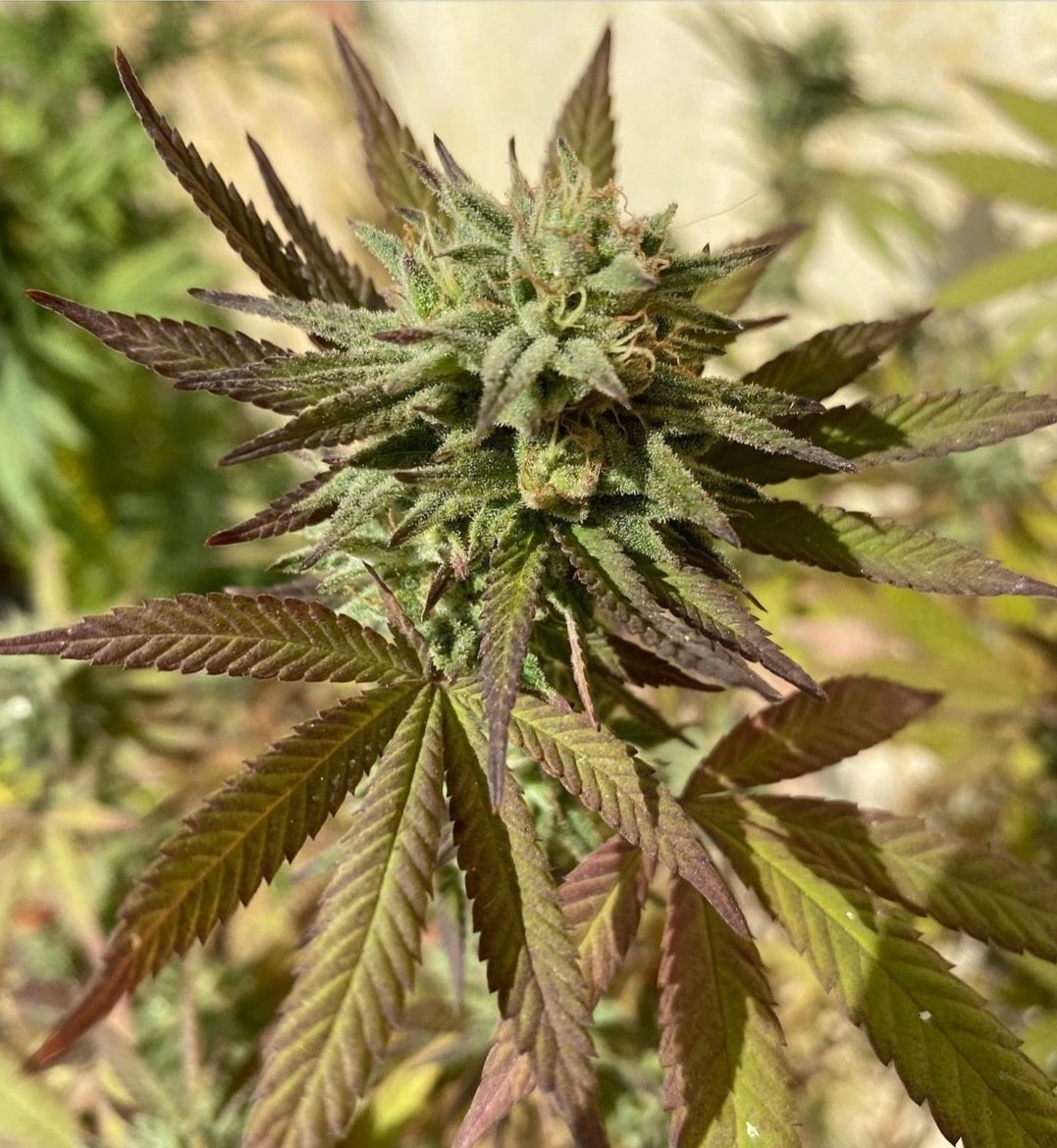 KannabiaSeeds's tweet photo. 📷 BCN DIESEL #CBD by #KannabiaSeeds🌱 @KannabiaSeeds @Kannabia_Samen 
📸 Gracias al amigo de IG #kannabista @ahorasoylegal 
🙏😍🧡💚
ℹ️ #BCNDieselCBD #collectionseeds ➡️ https://t.co/9q9LvB7RrG

Fem♀️
#sativa dominant
🏆⚕️
#CannabisCommunity #CBDSeeds #cannabisculture #cbdhealth https://t.co/X9Nd9s0BfU