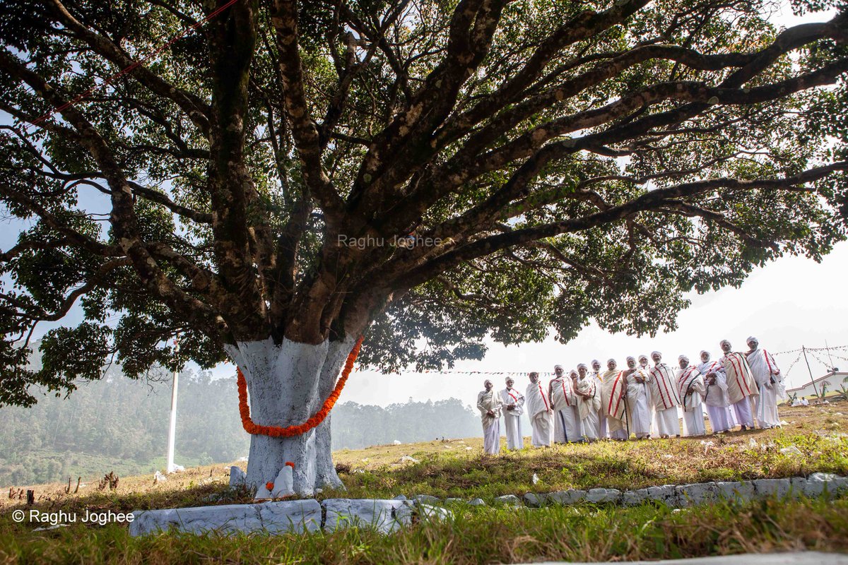 Raghujoghee's tweet photo. Badagar - Hethey Neravanea - Scared tree - Ancestral Worship - Nature Worship #badagar #badugu #ooty #nilgris #ancestralworship #worship #nature #scaredtree #INDIGENOUS https://t.co/e7twaMEGYu