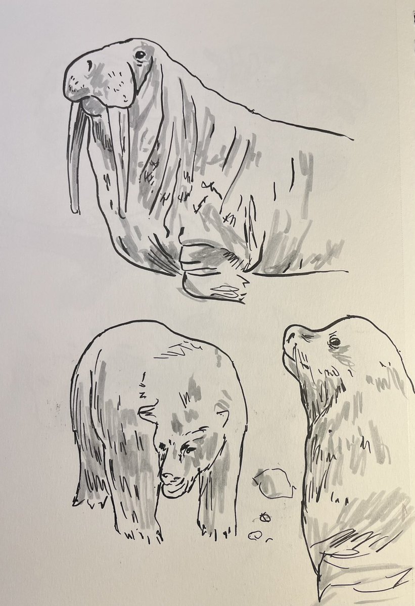 kylekoz3's tweet photo. Sketches from the @AMNH https://t.co/2IndVkMyu6