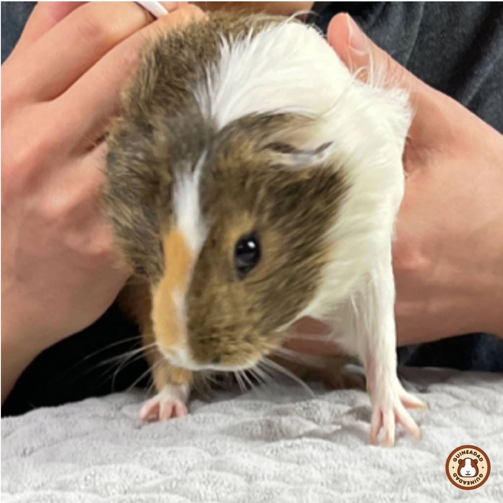 GuineaDad's tweet photo. Look at her bright eyes 🥰 #potatomode⁠
⁠
Peach Pie pocket of GuineaDad Premium Liner is her favorite spot💕⁠
https://t.co/AQ1Zh5JFbT
⁠
#guineadad #guineapig #guineapiglife #guineadadliner https://t.co/SDHFJIg6Sq