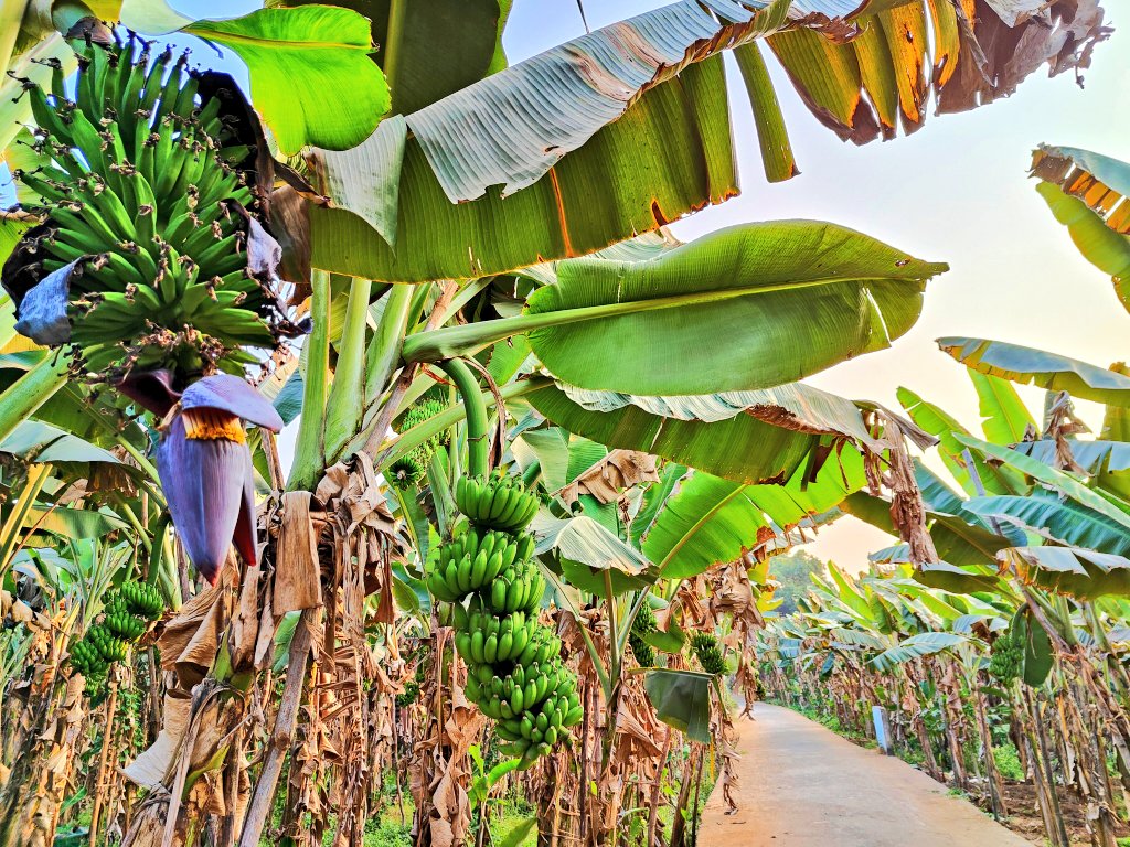 Banana country of Odisha.
Pokatunga, Angul.
100s of acres of banana farms.
Beauty of countryside, Odisha.