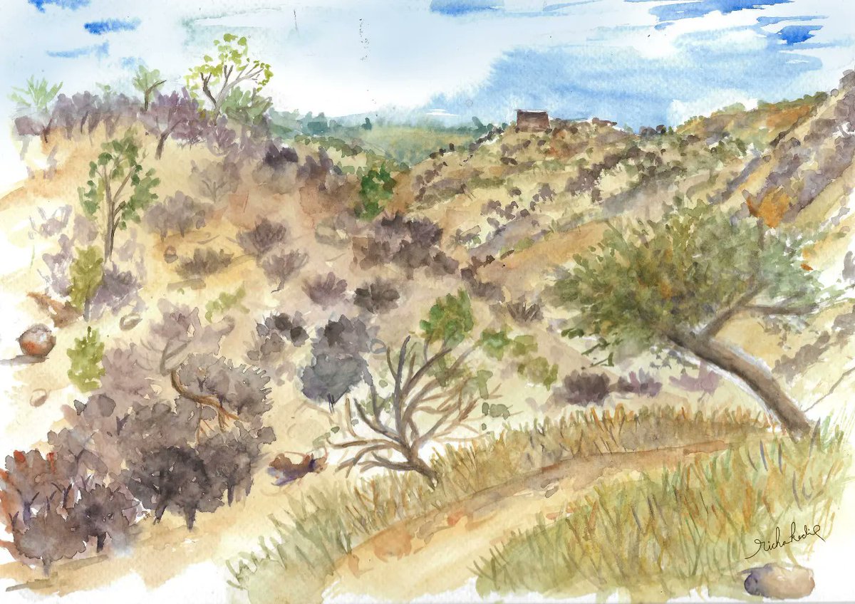 RichaKedia's tweet photo. Dhau landscape ❤️
A runner tree with connected roots covering the entire hill slope.
#livesketching #urbansketching #watercolorpainting #rajasthantourism #shekhawati #desertlandscape #aravalivegetation #TwitterNatureCommunity #IndiAves https://t.co/6cHzNOqImB