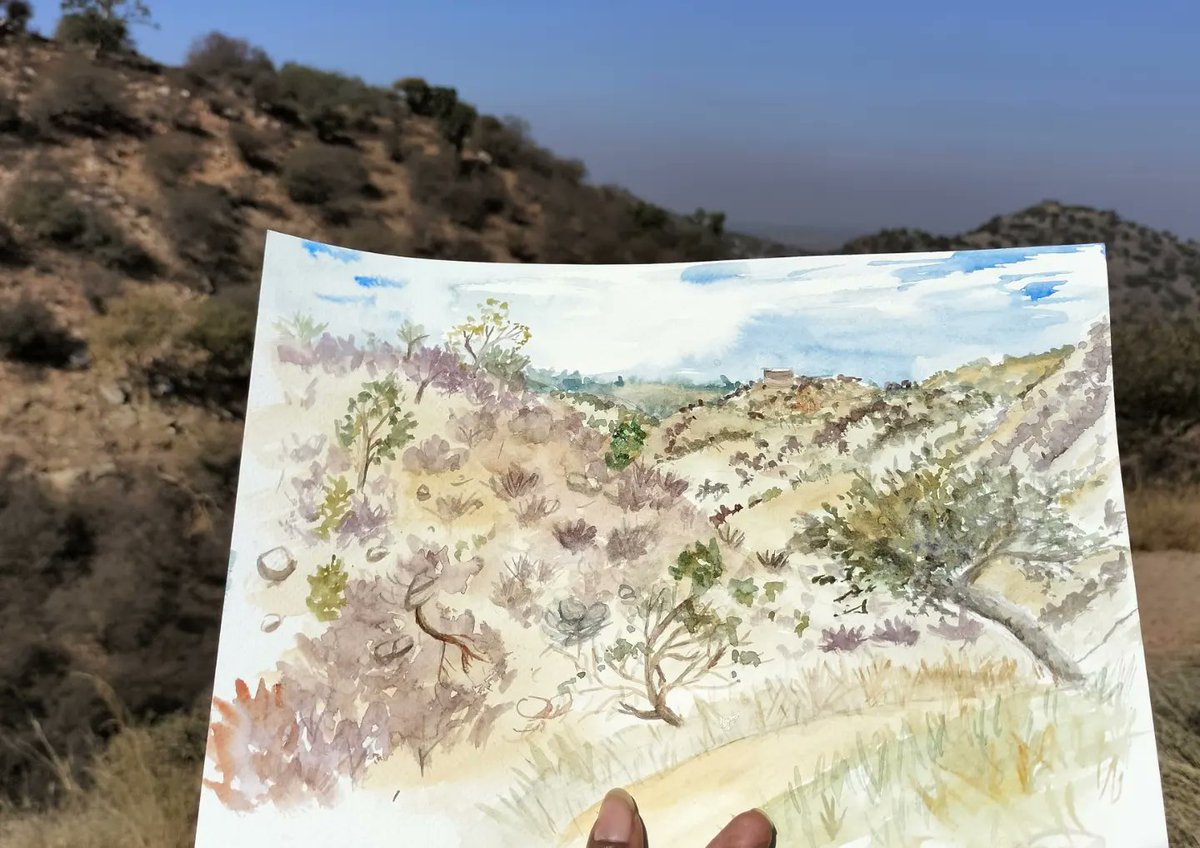 RichaKedia's tweet photo. Dhau landscape ❤️
A runner tree with connected roots covering the entire hill slope.
#livesketching #urbansketching #watercolorpainting #rajasthantourism #shekhawati #desertlandscape #aravalivegetation #TwitterNatureCommunity #IndiAves https://t.co/6cHzNOqImB