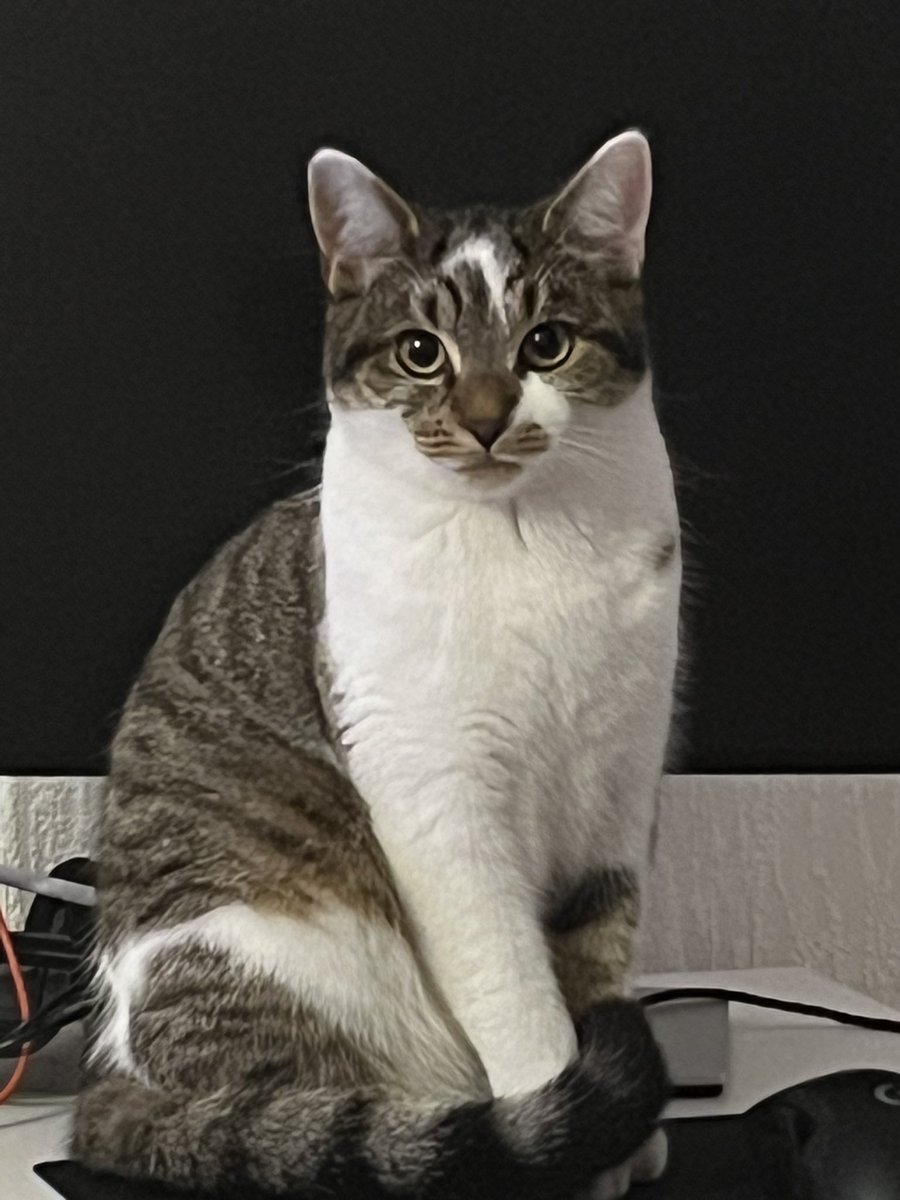 FortytOwO's tweet photo. @meganyy She’s getting real big and that doesn’t appear to be slowing down anytime soon https://t.co/VRPdprARkg