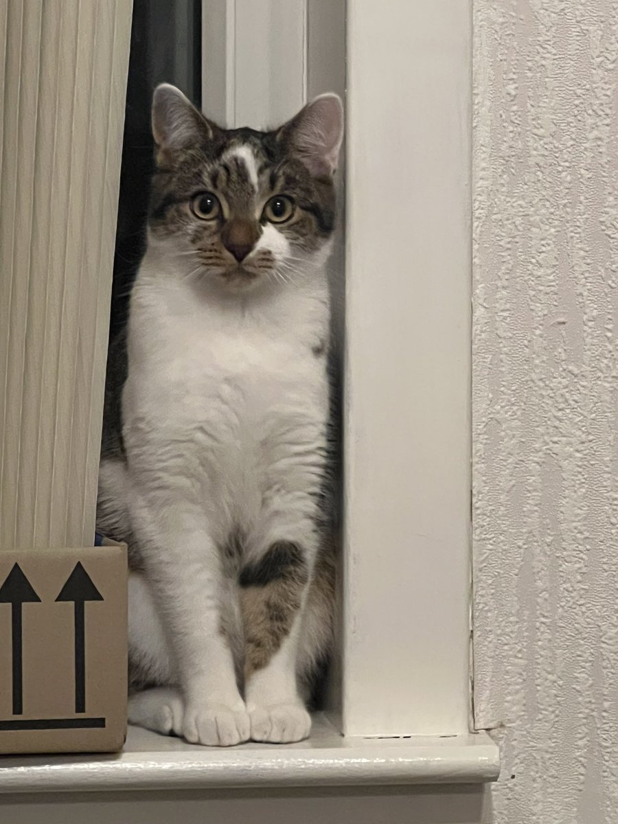 FortytOwO's tweet photo. @meganyy She’s getting real big and that doesn’t appear to be slowing down anytime soon https://t.co/VRPdprARkg