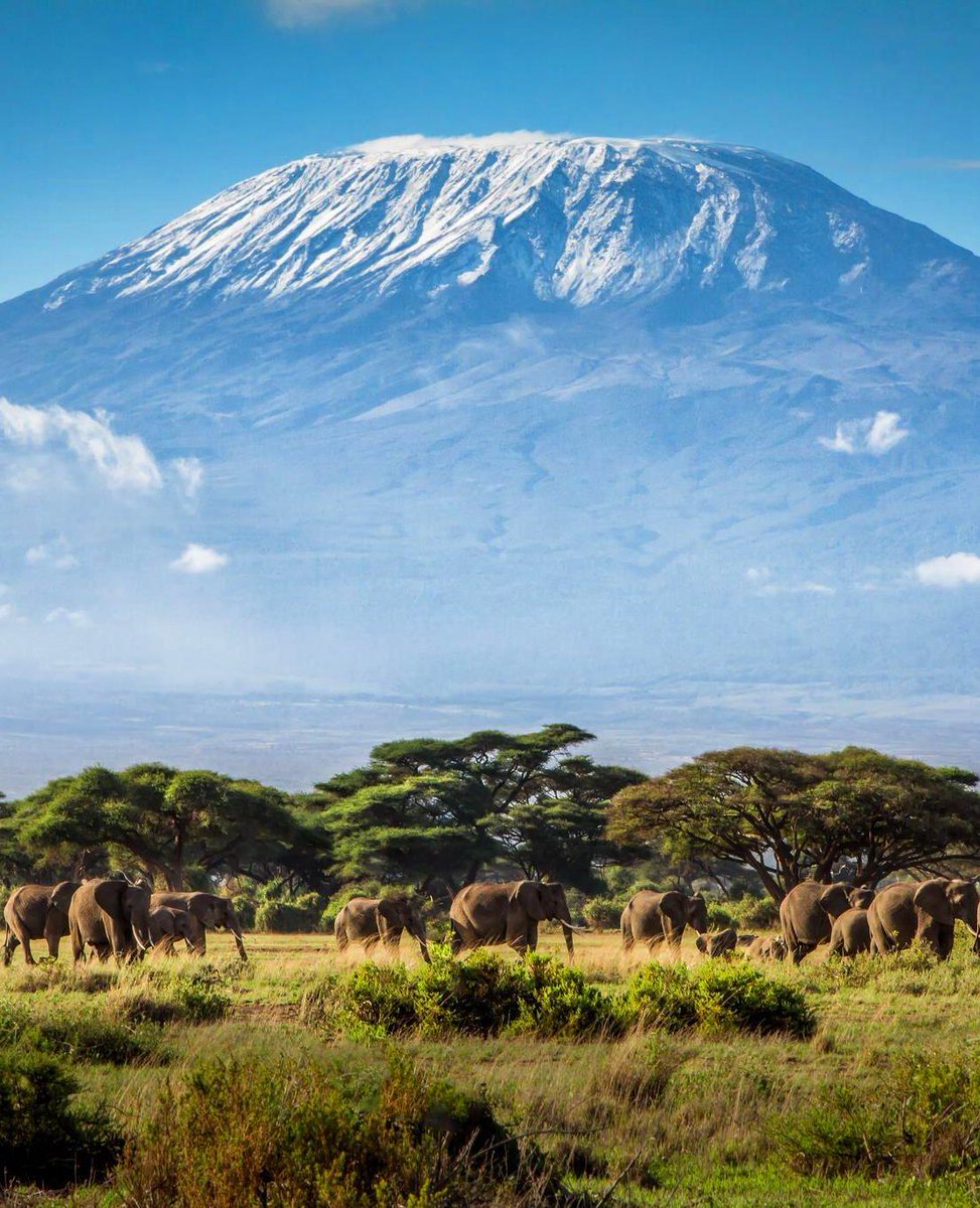 LoveSongs4Peace's tweet photo. Elephants at the root of Mt Kilimanjaro in Tanzania 🇹🇿 https://t.co/2WUiZOtGs5