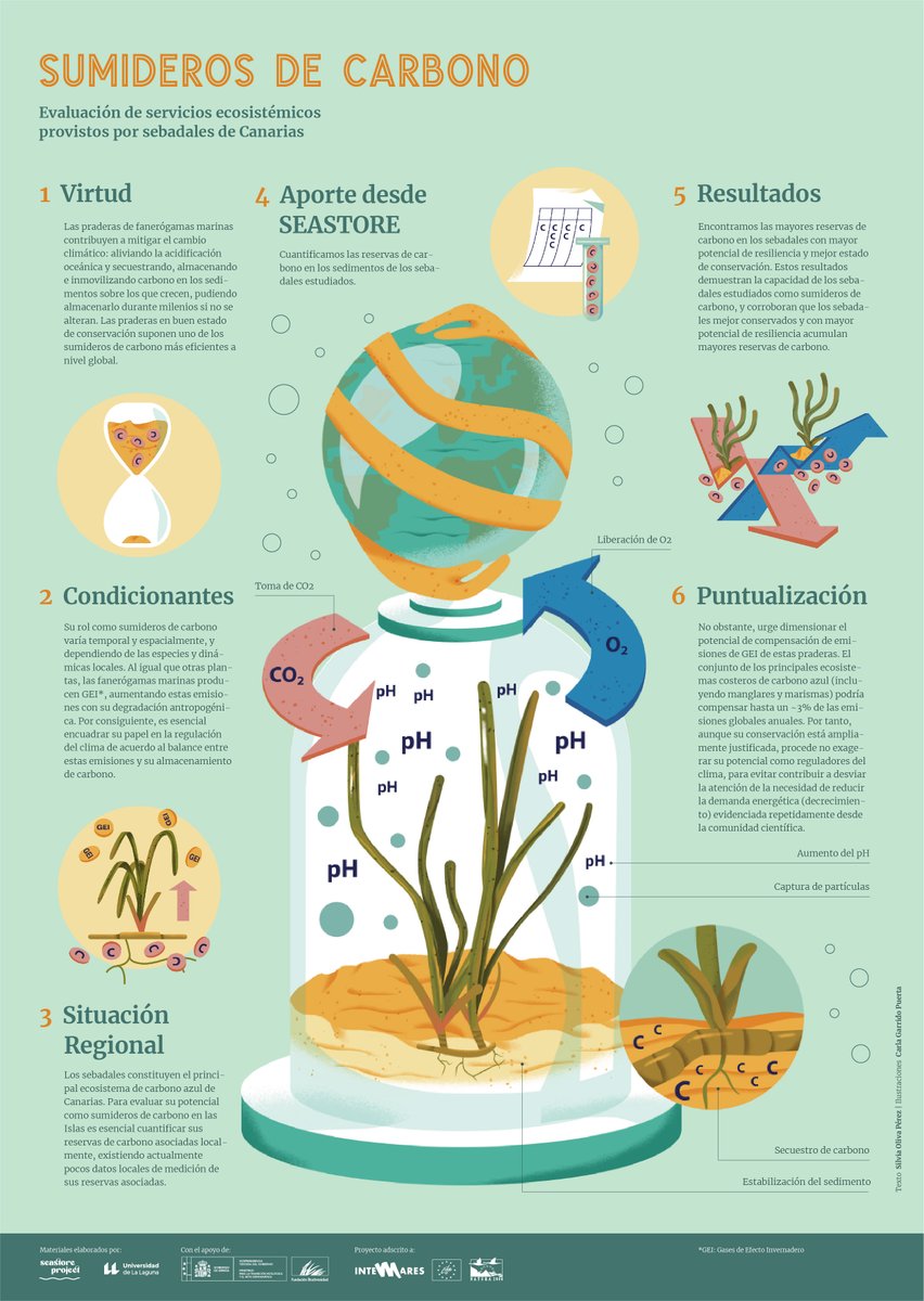Servicios ecosistémicos provistos por los sebadales estudiados en SEASTORE: SUMIDEROS DE CARBONO
#BlueCarbon
Con el apoyo de 
<a href="/FBiodiversidad/">Fundación Biodiversidad</a> <a href="/ULL/">Universidad de La Laguna</a>
Coord., idea original y textos 
<a href="/Silvia_OlivaP/">Silvia Oliva</a>
Dir. arte 
<a href="/BandaBisagra/">BandaBisagra</a> <a href="/Silvia_OlivaP/">Silvia Oliva</a>
Ilustra Carla Garrido
youtu.be/PU8Pe8OEiVs