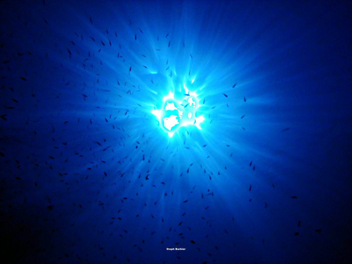 Steph_Barbier_'s tweet photo. 💦S'cuB'a Diving Time in Mediterranea Sea: sun blue Vibes, snake-locks Anemone and Stone-leaf!
Instants de Plongée en Méditerranée : ambiance de bleu solaire; Anémone de mer verte et Algue coralligène ! 😎
Olympus digital camera + housing
French Riviera
Summer
2022
🌊 https://t.co/DKDm6OViRw