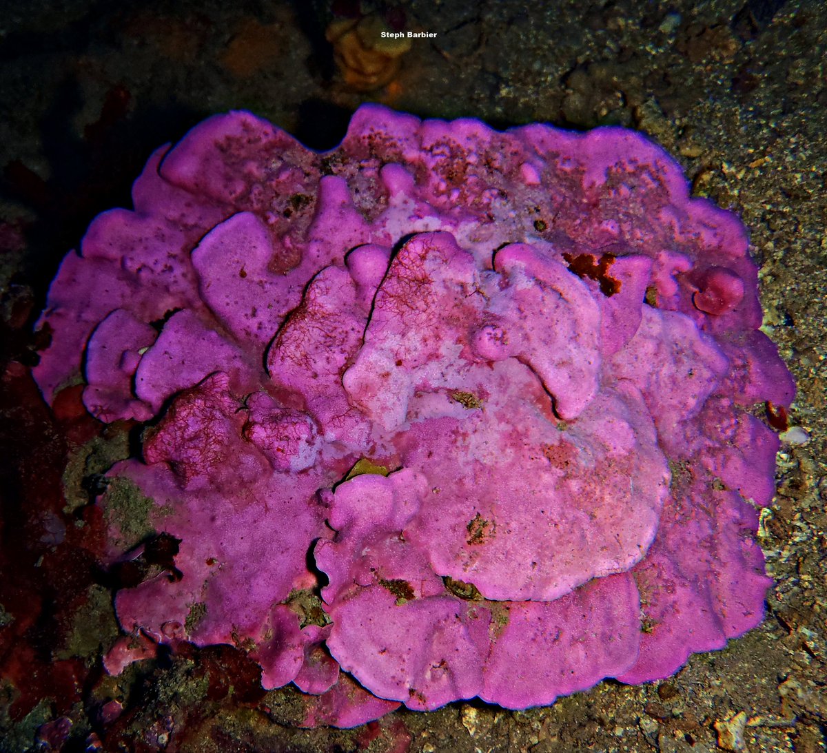💦S'cuB'a Diving Time in Mediterranea Sea: sun blue Vibes, snake-locks Anemone and Stone-leaf!
Instants de Plongée en Méditerranée : ambiance de bleu solaire; Anémone de mer verte et Algue coralligène ! 😎
Olympus digital camera + housing
French Riviera
Summer
2022
🌊
