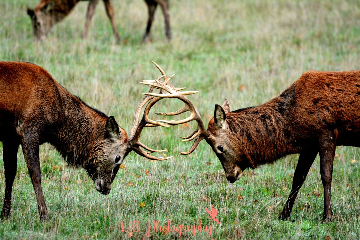 louisa_bubba's tweet photo. Red stag deers rutting! @HelminghamHall @suffolkwildlife #reddeer #reddeerstags #helminghamhall #suffolkcountryside #deerphotography #rutting #suffolkwildlife #suffolkphotography https://t.co/zNuzzkdnJT