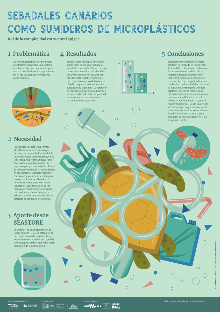Retención de microplásticos en los sebadales estudiados en SEASTORE 
#Seagrass #microplastic
Con el apoyo de <a href="/FBiodiversidad/">Fundación Biodiversidad</a>
<a href="/ULL/">Universidad de La Laguna</a> 
Coord., idea y textos <a href="/Silvia_OlivaP/">Silvia Oliva</a>
Dir. arte <a href="/BandaBisagra/">BandaBisagra</a> <a href="/Silvia_OlivaP/">Silvia Oliva</a>
Ilustra Carla Garrido
Colabora <a href="/AchemGroup/">AChem Research Group</a> 
youtu.be/ulpsNu8TqkI