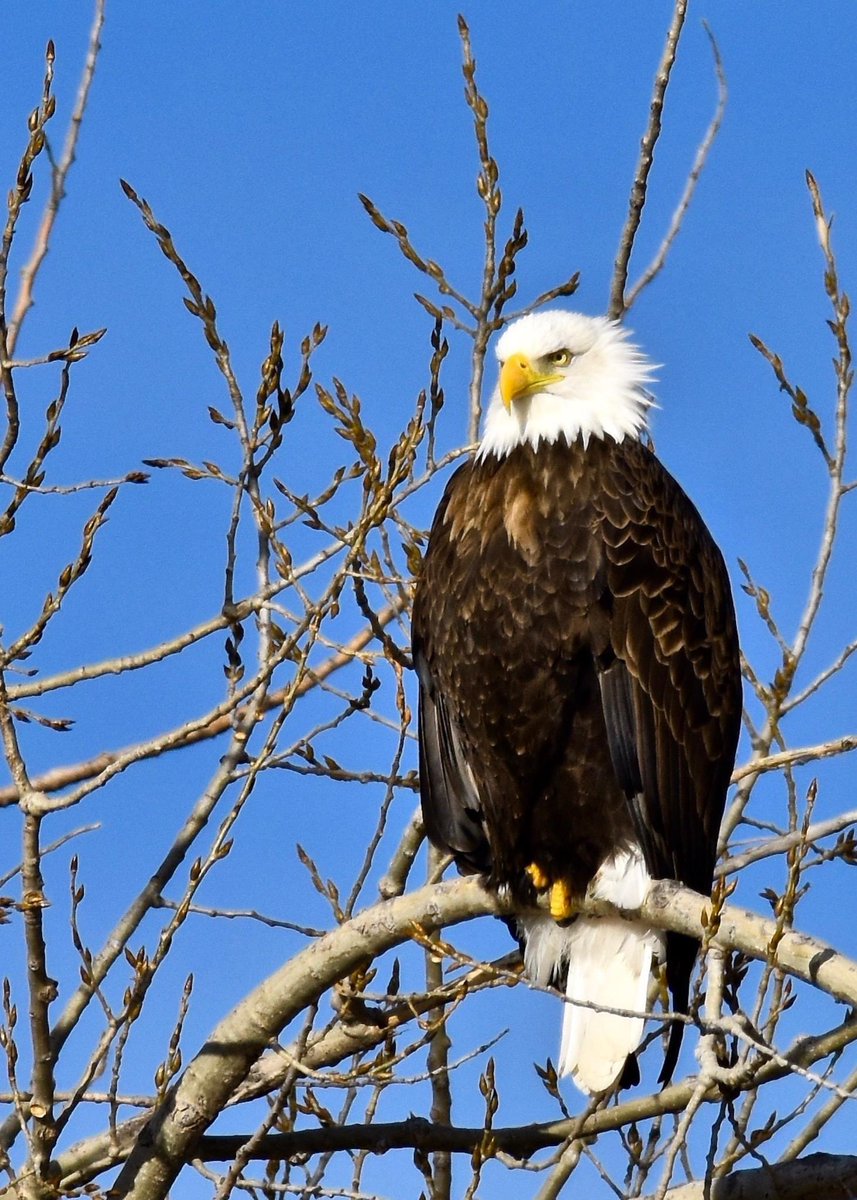 agiletopper's tweet image. If we’ve learned anything about the Democrats over the years, it’s that they’ll do virtually anything to win. If they can’t win by the rules, they’ll try to change the rules. if they can’t change the rules, they’ll cheat IMO… 🇺🇸🇺🇸🇺🇸