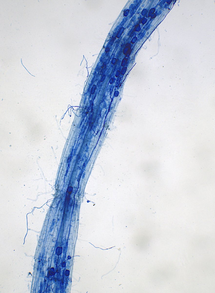 Happy new year with mycorrhizal fungi!