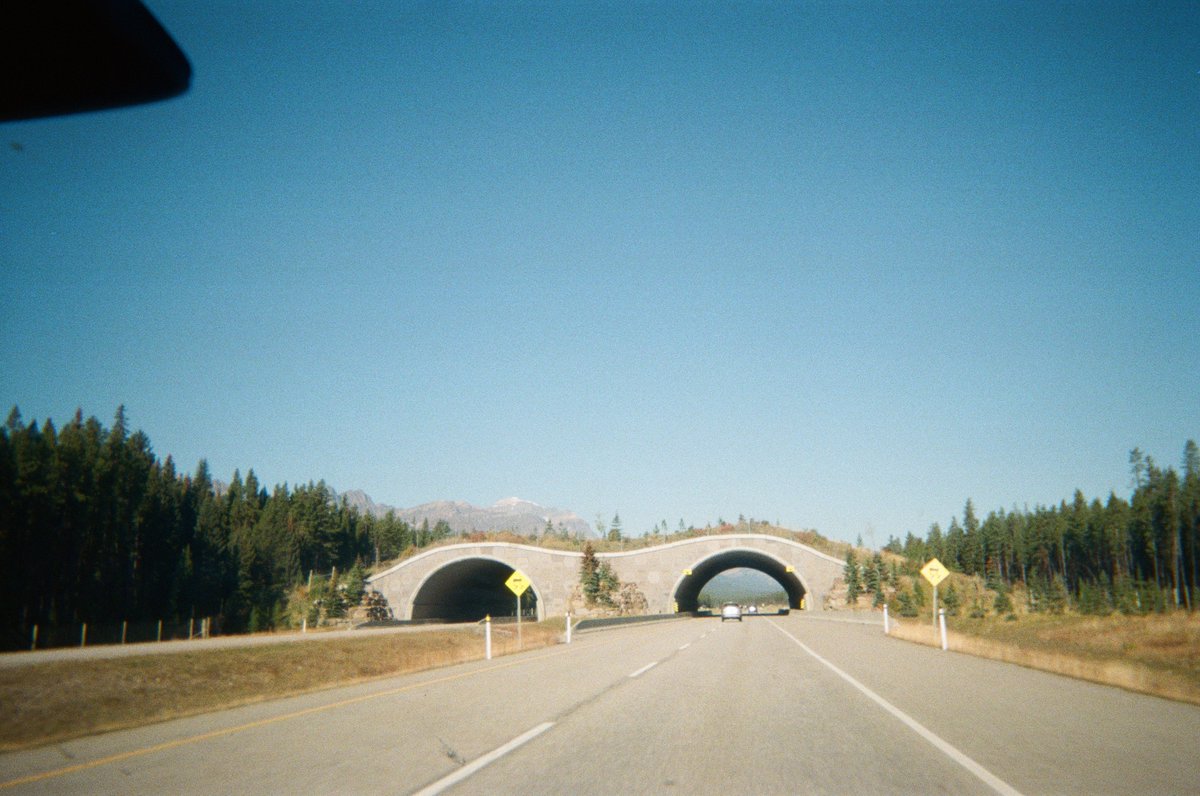 There's almost a 1000km of motorways in Ireland, but not a single wildlife crossing (picture below). 

The few wildlife habitats left in Ireland are effectively imprisoned and cut off from one another by the ever expanding road network in Ireland. 
<a href="/RewildingIre/">Rewilding Ireland</a> <a href="/whittledaway/">Pádraic Fogarty</a>