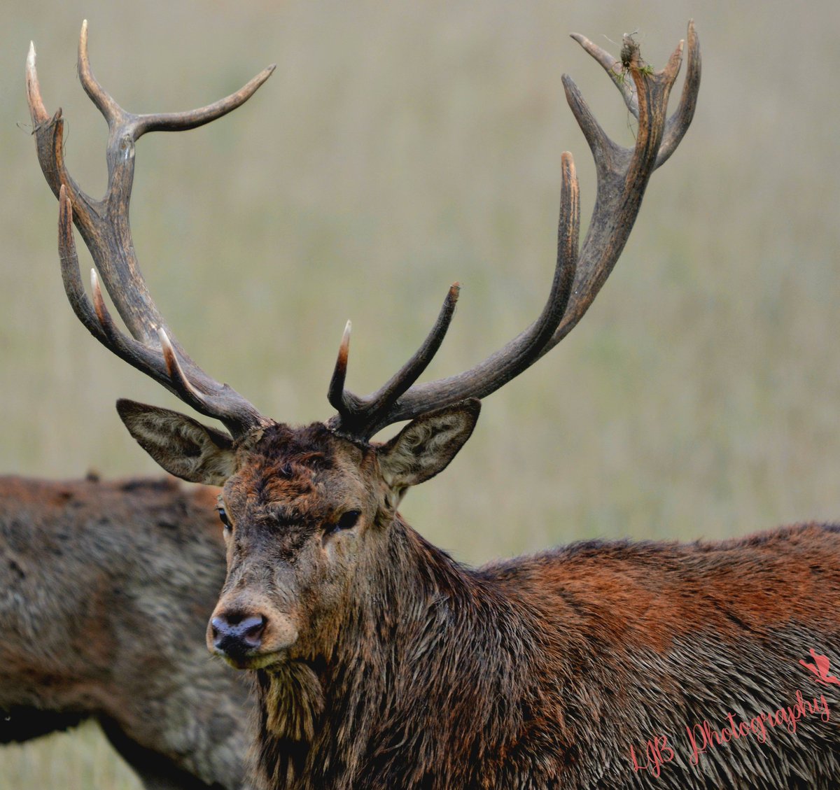 louisa_bubba's tweet photo. @BritishDeerSoc @HelminghamHall @suffolkwildlife #reddeer #reddeerstag #antlers #deerphotography #suffolkphotography #suffolkcountryside https://t.co/KmtSYppyT6