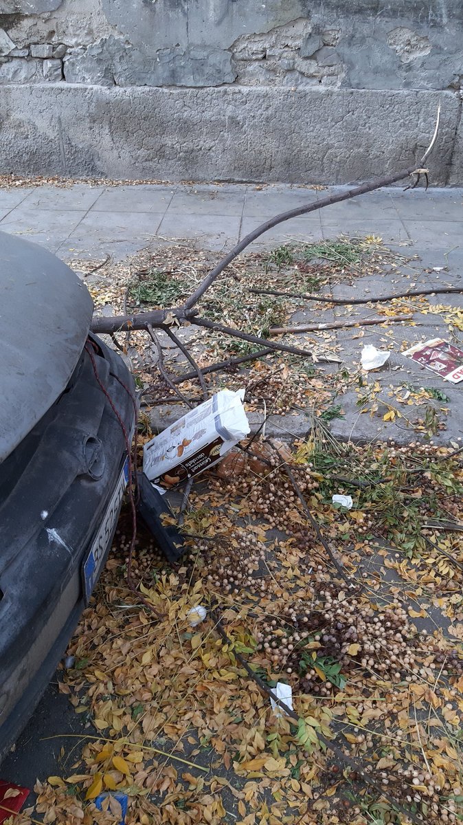PalermoWebNews's tweet photo. Via Filippo Corazza tratto alberato, Quartiere Tukory una volta un gioiello liberty adesso solo degrado. Più volte segnalato. Occorre pulire la melma e il fogliame @RapPalermo @ComunePalermo @robertolagalla @RifiutiamociPA https://t.co/42LOKRUpz7