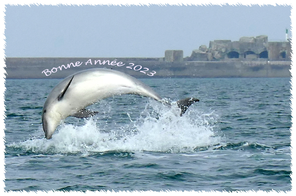 ByCherbourg's tweet photo. Meilleurs #voeux2023 #cherbourg #Cotentin #Normandie #mer #oceans https://t.co/maMeZl5B1w