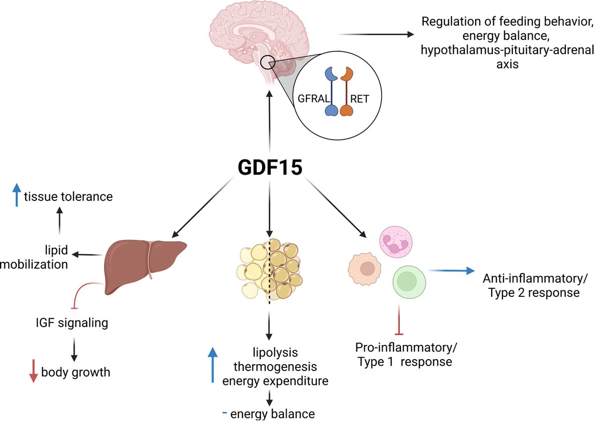 #BriefReview by @0mojojojo1 & George S. Yap @Rutgers_NJMS discussing emerging roles #GFD15 in #immunoregulation & pathogenesis | #metabolism #cytokines #ReadTheJI #immunology 👉 ow.ly/Whsh50Mev5p