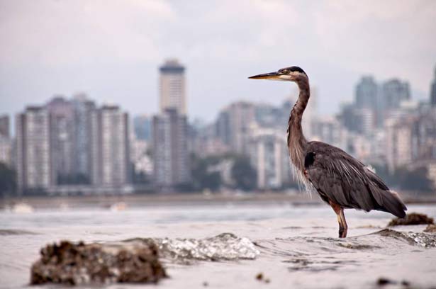 CDSustentable's tweet photo. CINCO OPCIONES para RESTAURAR la BIODIVERSIDAD MUNDIAL TRAS el ACUERDO de la ONU
Para frenar y revertir la pérdida más rápida de seres vivos de la Tierra
https://t.co/xdlEaaMzOl
#ChileDesarrolloSustentable
#DesarrolloSostenible
#Sostenibilidad
#CDSustentable https://t.co/xhv37fvpfm