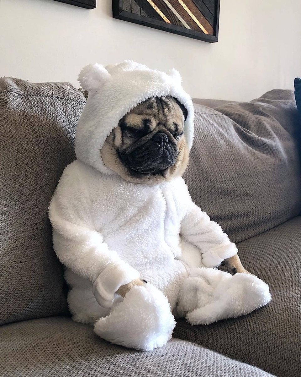 pugLovers27's tweet photo. Coute 🥰🐶🐶😍 https://t.co/D62V0uGJDB