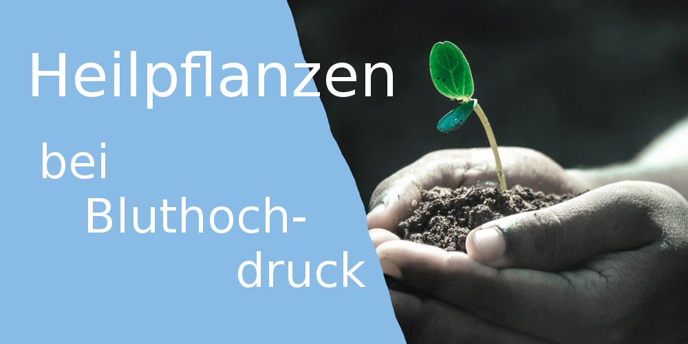 NavigatorMed's tweet photo. +++ Heilpflanzen bei Bluthochdruck: Sanfte Hilfe +++
Unsere Lebensweise hat einen großen Einfluss auf unseren Blutdruck. Darüber hinaus haben wissenschaftliche Studien der letzten Jahre ein erstaunliches Potential einiger Naturstoffe nachweisen können.
https://t.co/CZ6Ygzwj0j https://t.co/gce4R7lPd7