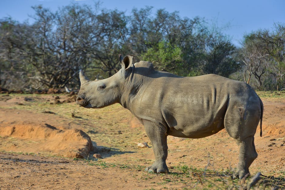 MonitorPestCo's tweet photo. Did you know that the Natural History Museum has a freezer that is large enough to treat an adult mounted rhinoceros for pests?!

#FactFriday #FunFactFriday #FridayFact #pestcontrol https://t.co/2U6yeiEzsw