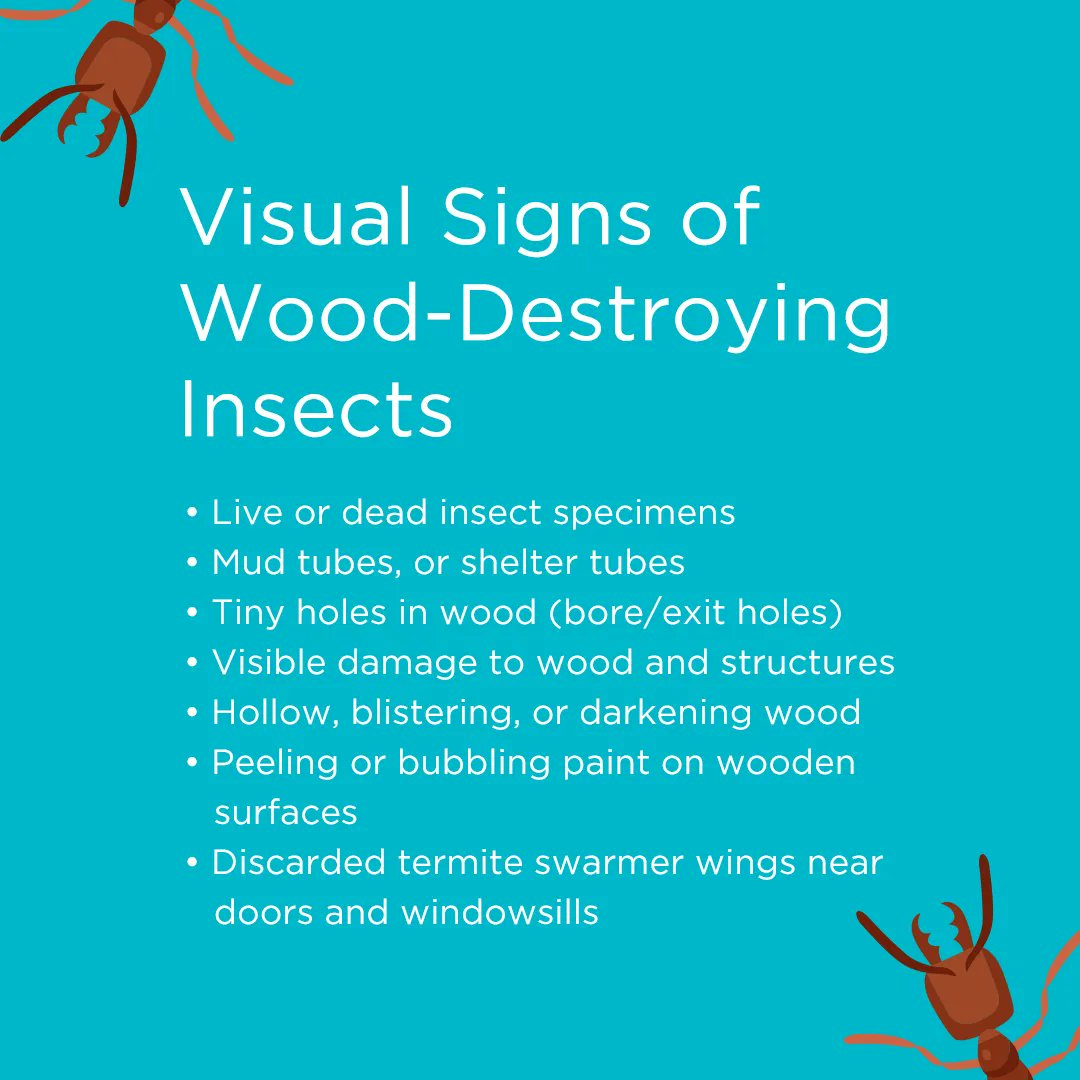 wearemmpc's tweet photo. A Wood Destroying Insect Inspection Report is a report that details findings from a thorough visual inspection of a home by a certified pest control company.

The signs mentioned above are used to find termites, carpenter ants, carpenter bees, and wood-boring beetles. https://t.co/oMg5pR7s3l