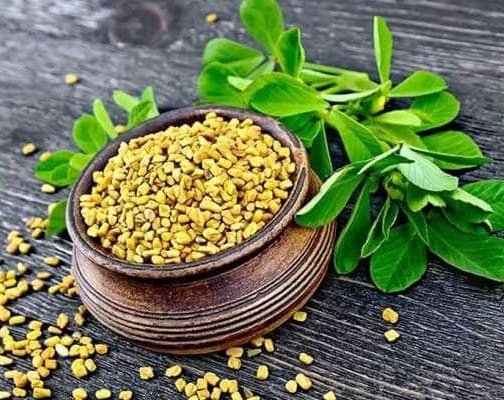 rathi0102's tweet photo. Fenugreek (அ)வெந்தயக் கீரையால் வயிற்றுப்பிசம், மாந்தம் வளிப்பெருக்கு, ஐயங்பெருக்கு, இருமல், சுவையின்மை, ஆகியவை போம்.#siddhaday https://t.co/fBVhoJW2b4