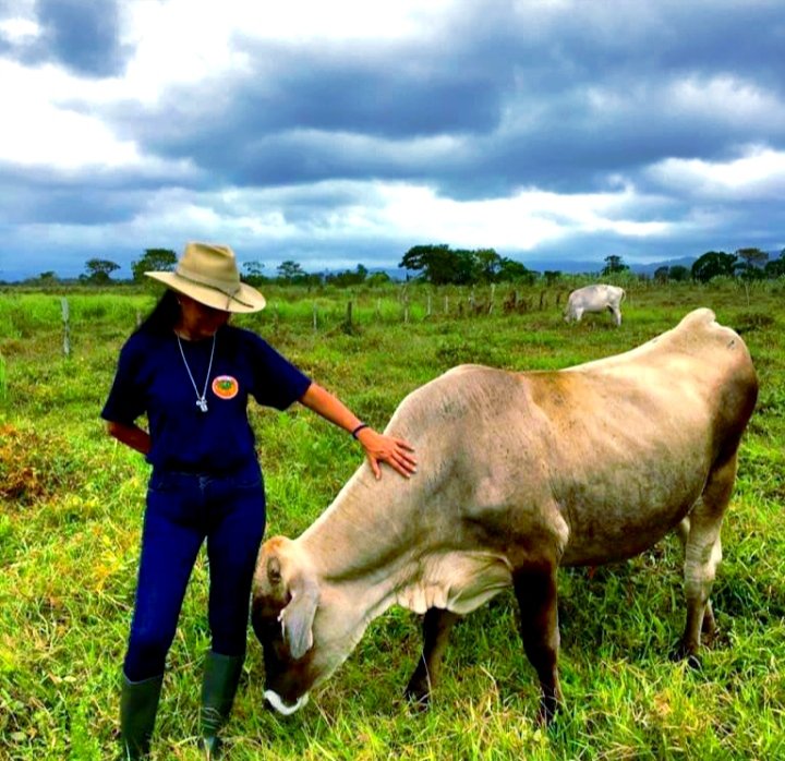 #30dic ¡Bendito viernes! Este campo es mío, cómo no amarlo. ❤️ #toro Alberto  🐂 #RazaCarora💫 #HechoenVenezuela 🇻🇪