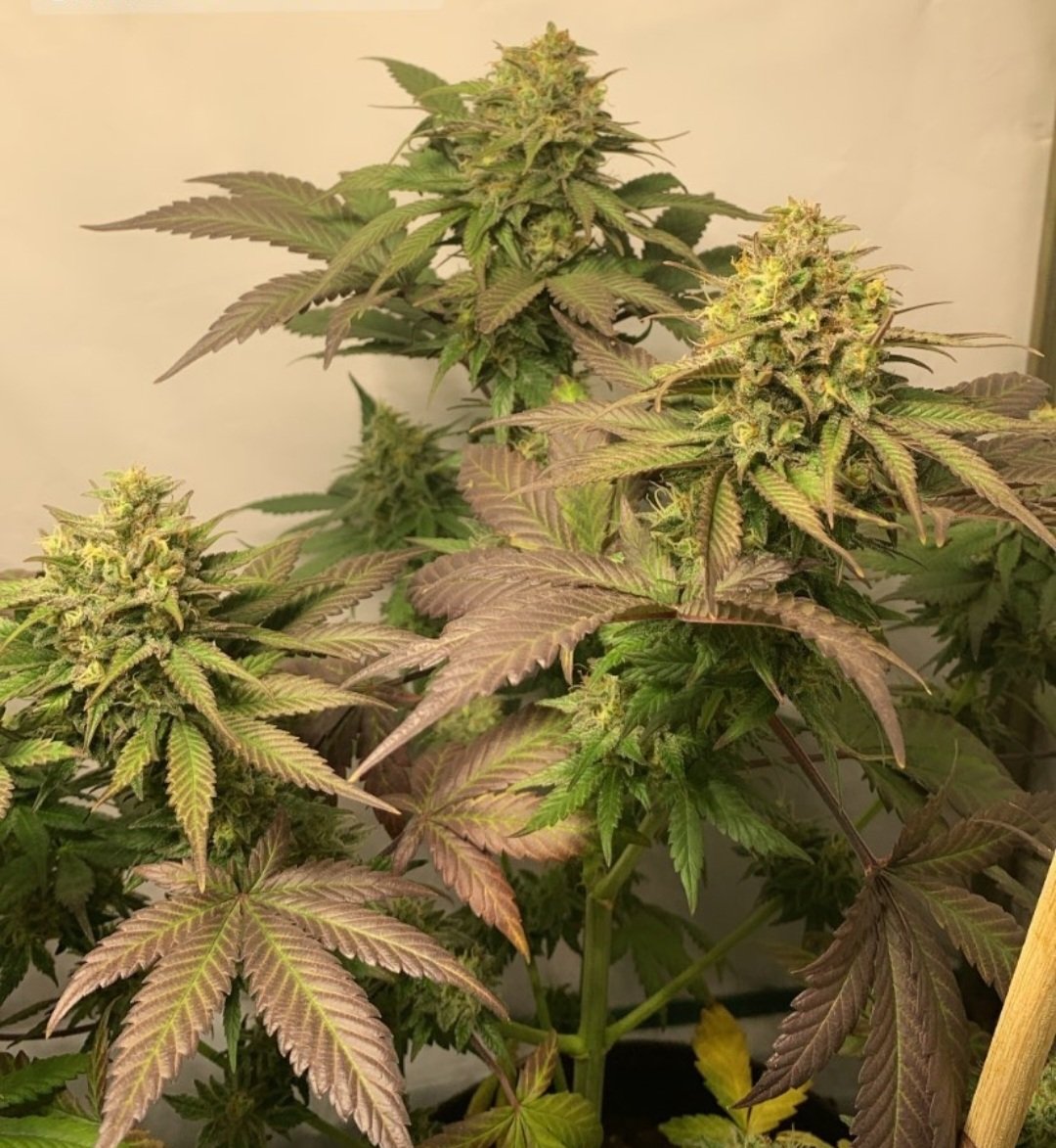 KannabiaGlobal's tweet photo. 📷 BCN DIESEL #CBD by #KannabiaSeeds🌱 @KannabiaSeeds @Kannabia_Samen 
📸 Thanks to our IG #kannabist friend @verdehumo_total
🙏💯🥳🧡💚

ℹ️ #BCNDieselCBD #collectionseeds ➡️ https://t.co/tJTHHvBINp

Fem♀️
#sativa dominant
🏆⚕️ 
#CannabisCommunity  #cannabisculture #cbdhealth https://t.co/rHpdwapVW1