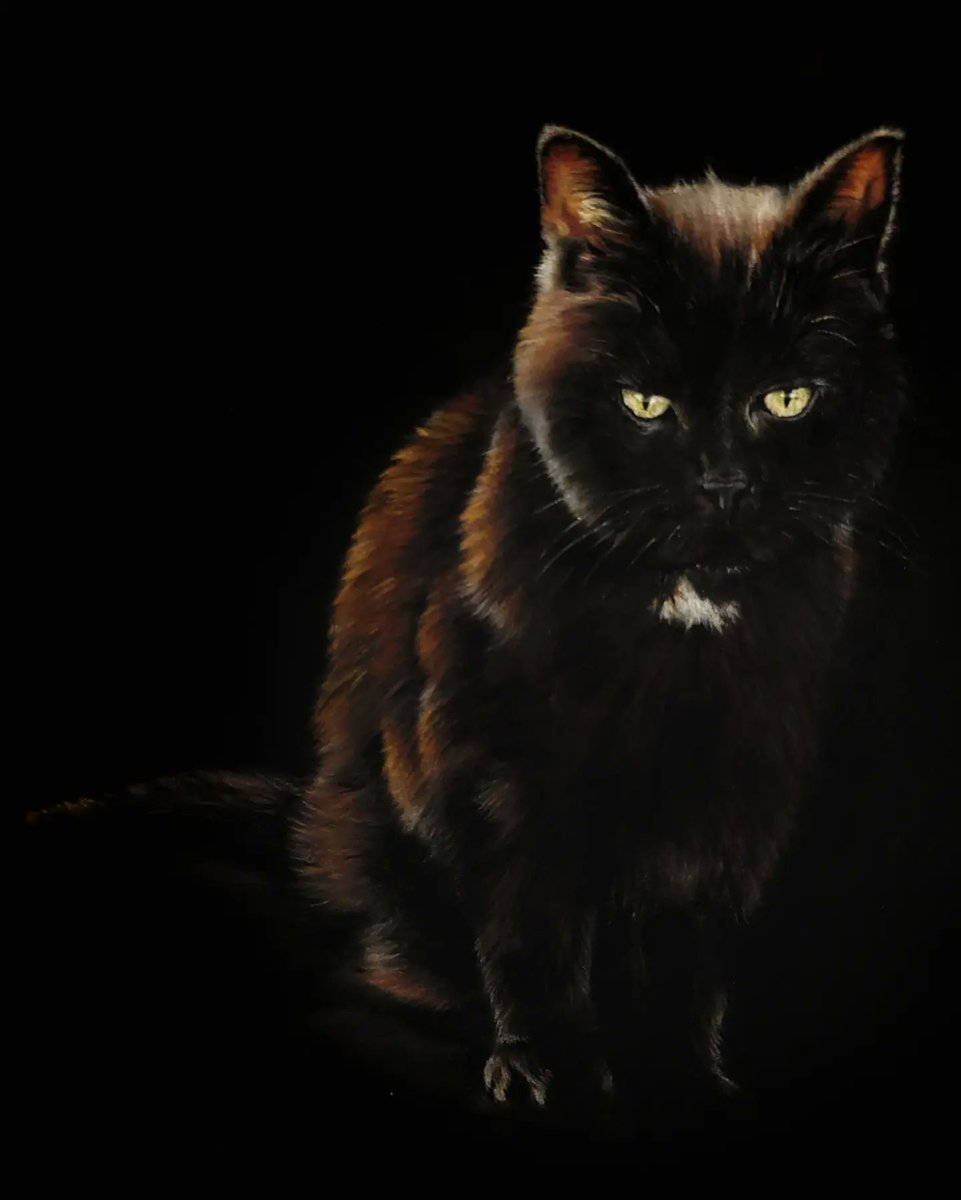 _underabluemoon's tweet photo. Christmas commission. With so little detail to work with I adopted a very different style. I used supplied photos for the colouring of the fur and eyes. This one was a challenge! 
#CatsOfTwitter #catportraits #petportrait #clairefontaine #PASTEL #pastelmatpaper https://t.co/BW79nHKsNc