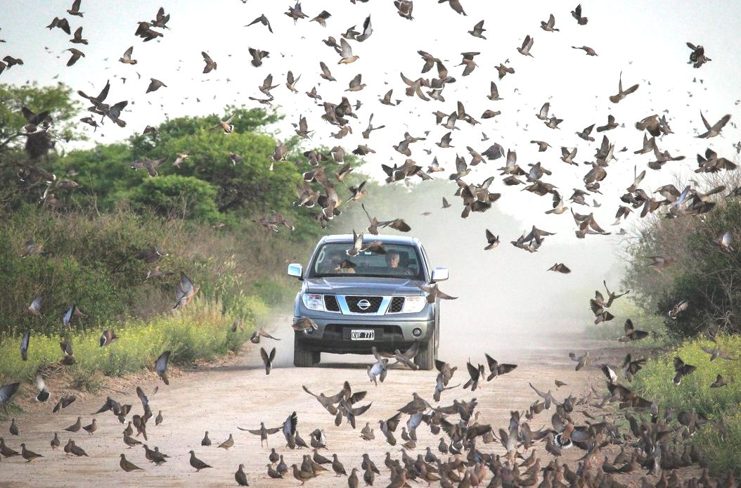 SyC Sporting will be in Dallas for the DSC 2023 comvention - mailchi.mp/sycsporting/ed…