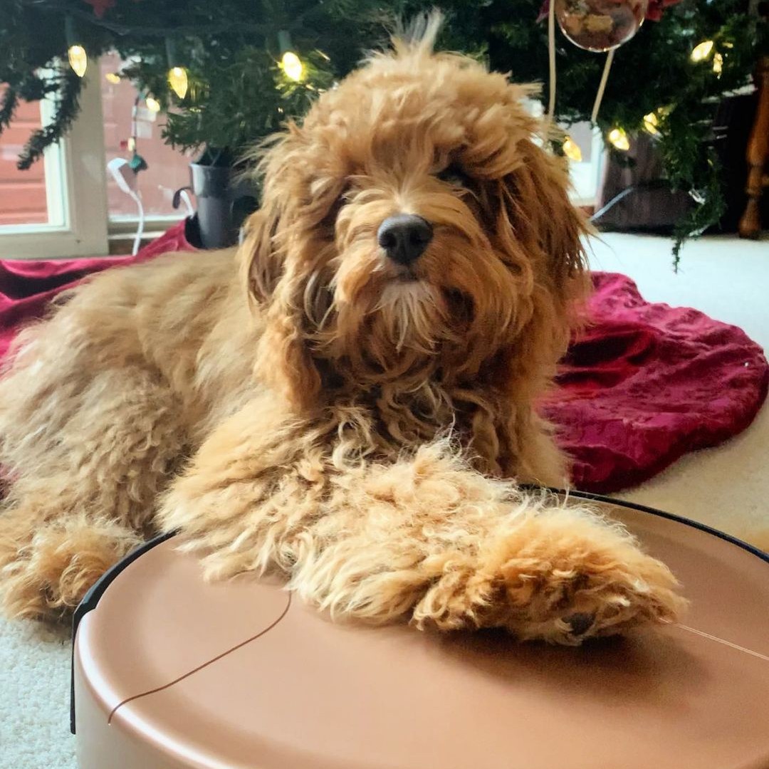 This New Year is going to be the best because I'm celebrating it with my new cleaning friend! 🎉🎇

📸: @darling.layla.poo

#bObsweep #robotvacuum #vacuumcleaner #BobPetHairVisionPlus #dogsofinstagram #instapets #happynewyear #newyerseve